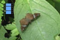 Scene 40_Celaenorrhinus eligius (skipper) on leaf